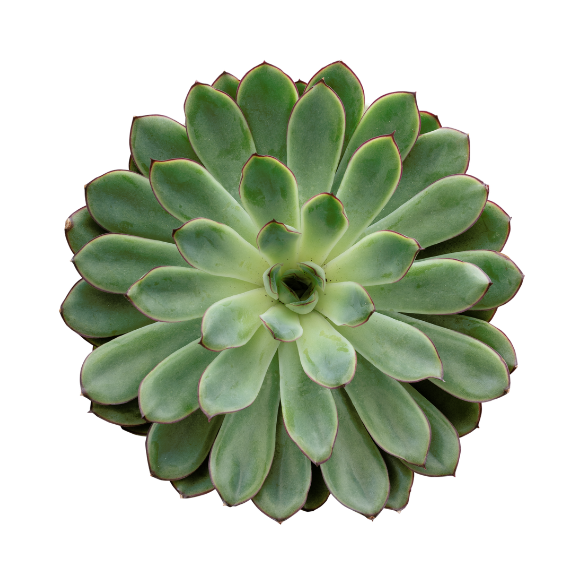 Eco Green Earth Order Process